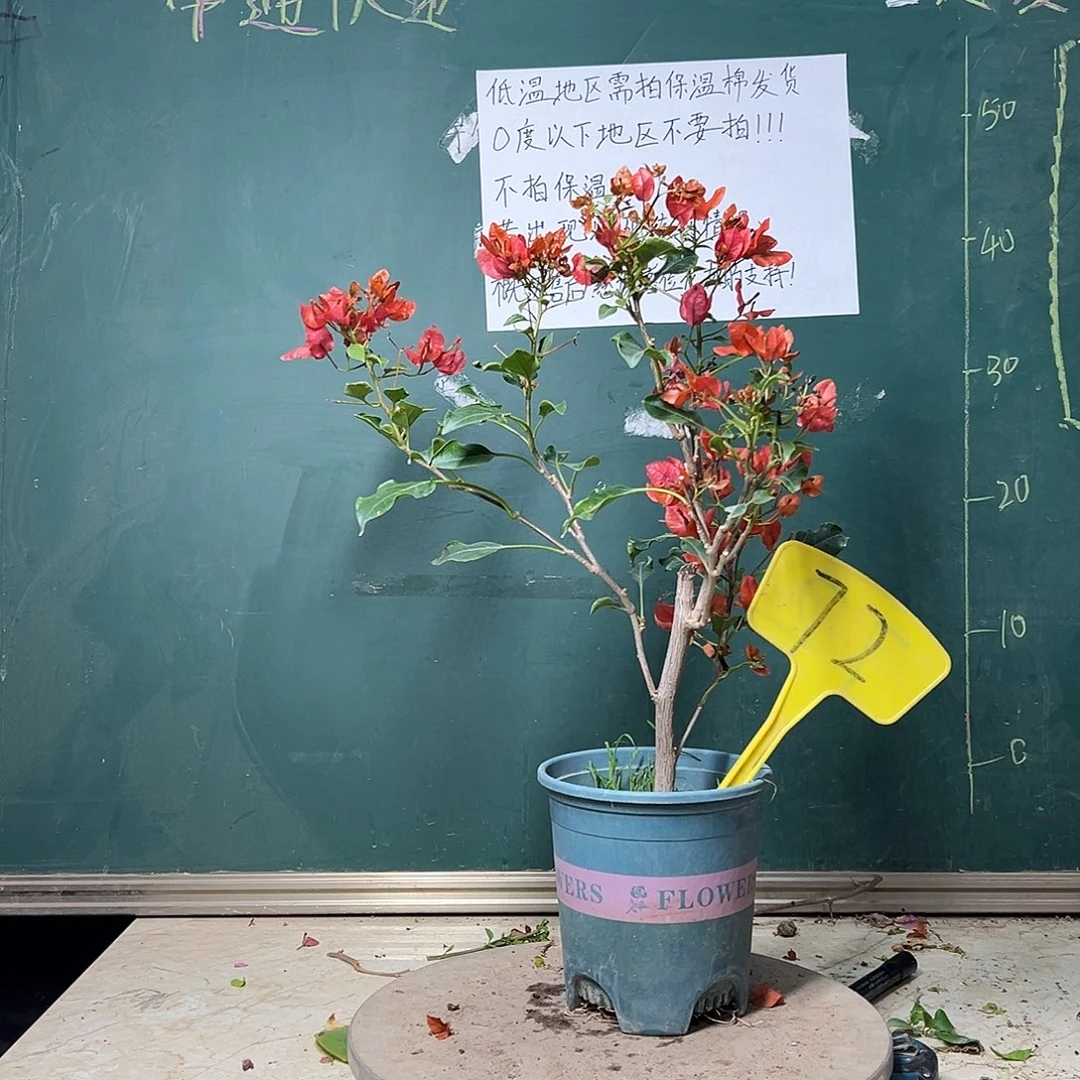 完全开放橙美人 72