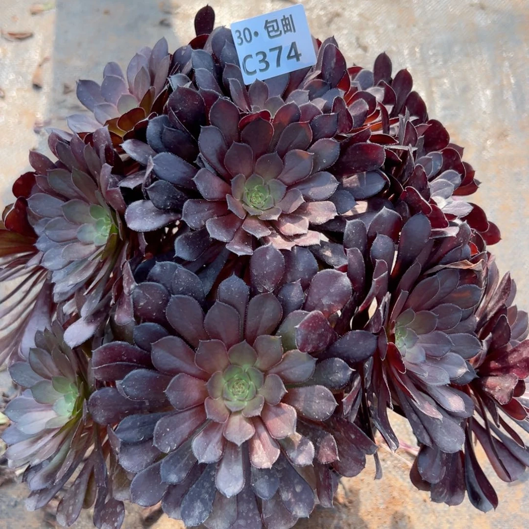 374黑铜多肉法师