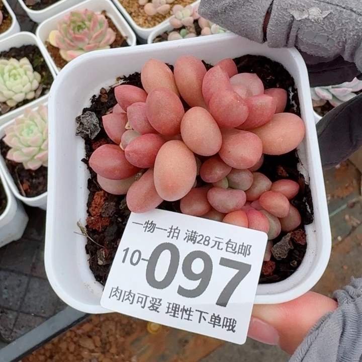 先锋派多肉植物多肉植物多肉
