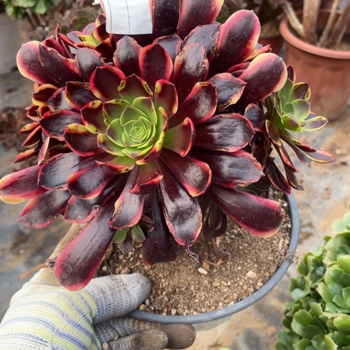 多肉欧嘉莉缀化449