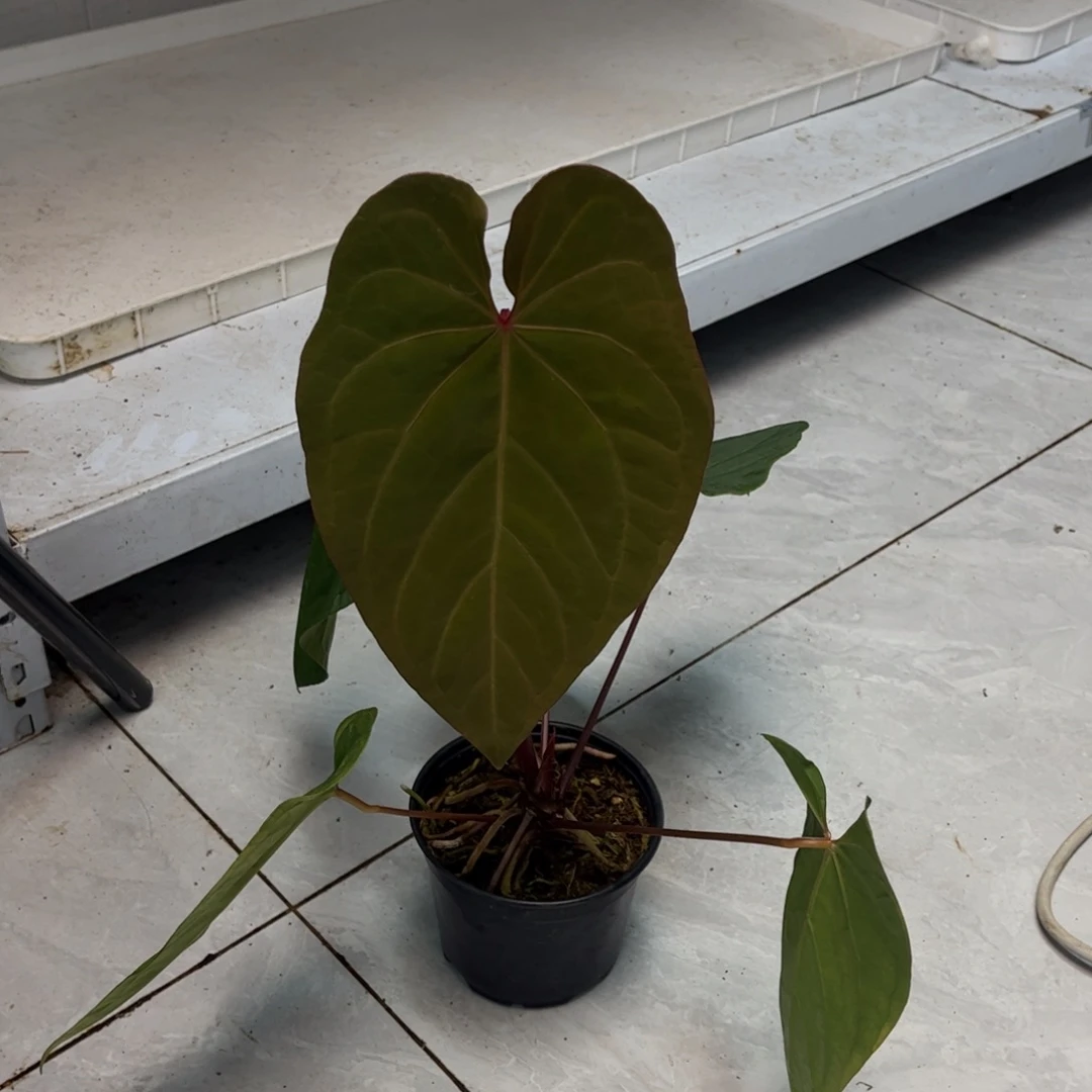 无花朵绿丝绒杂8457