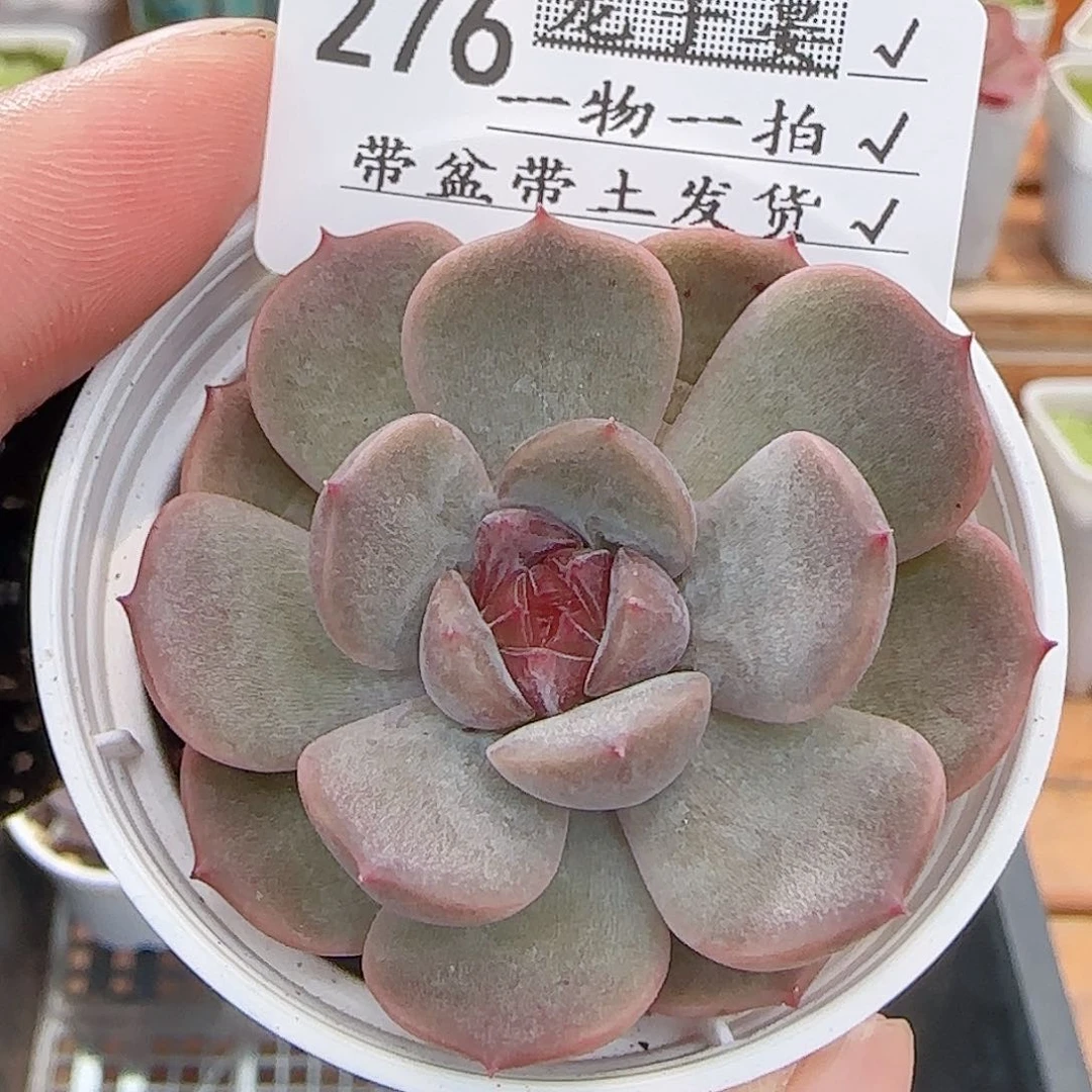 多肉0728-276红恋