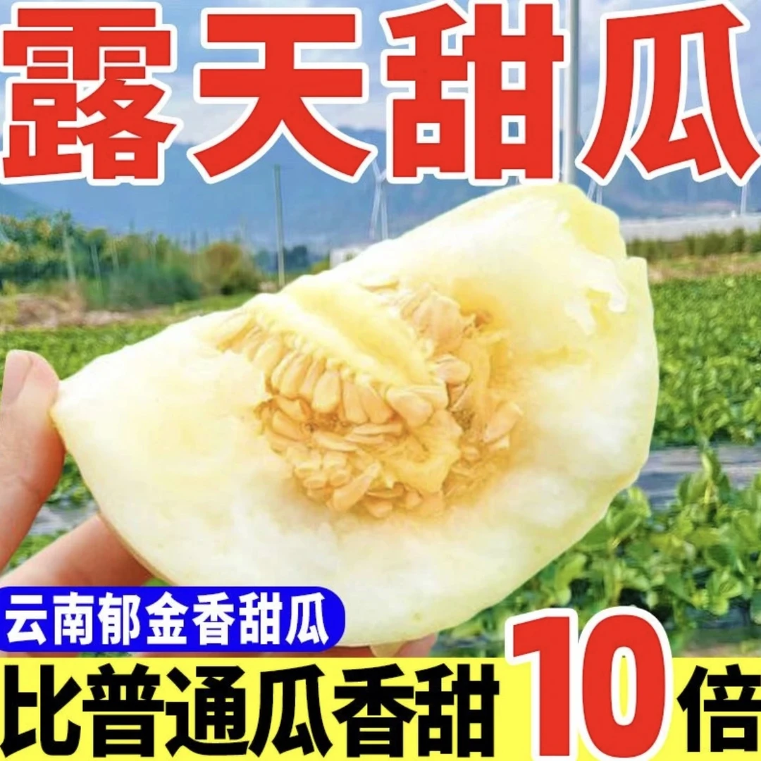 云南头茬郁金香小香瓜新鲜采摘皮薄肉厚香甜多汁自然成熟现摘现发