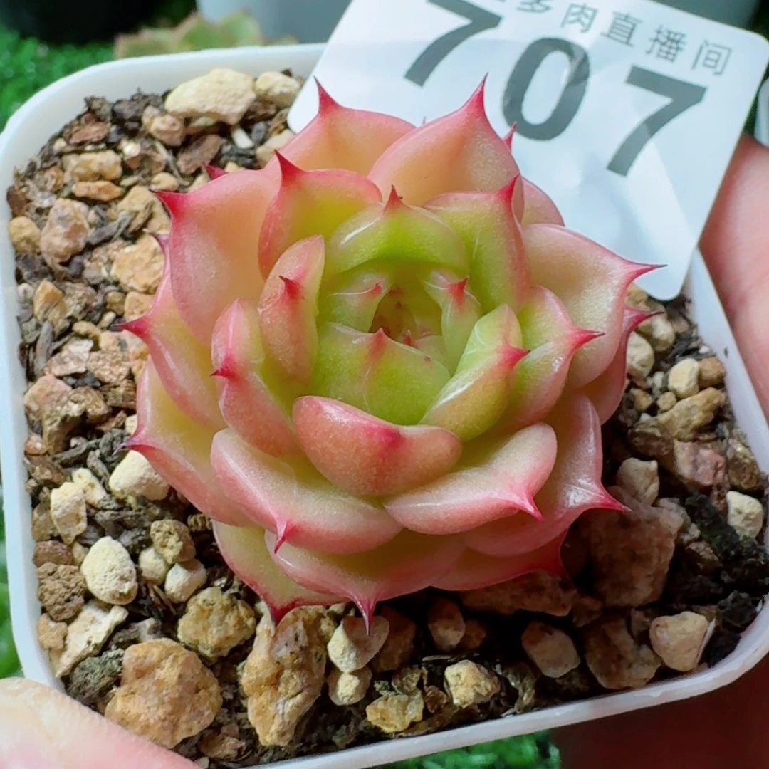 玉玲珑            精美多肉植物
