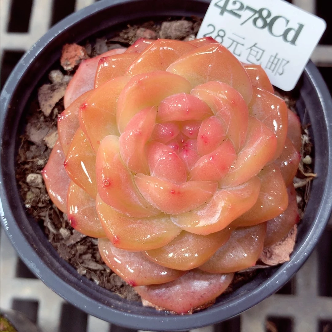 5厘米盆精控多肉4278