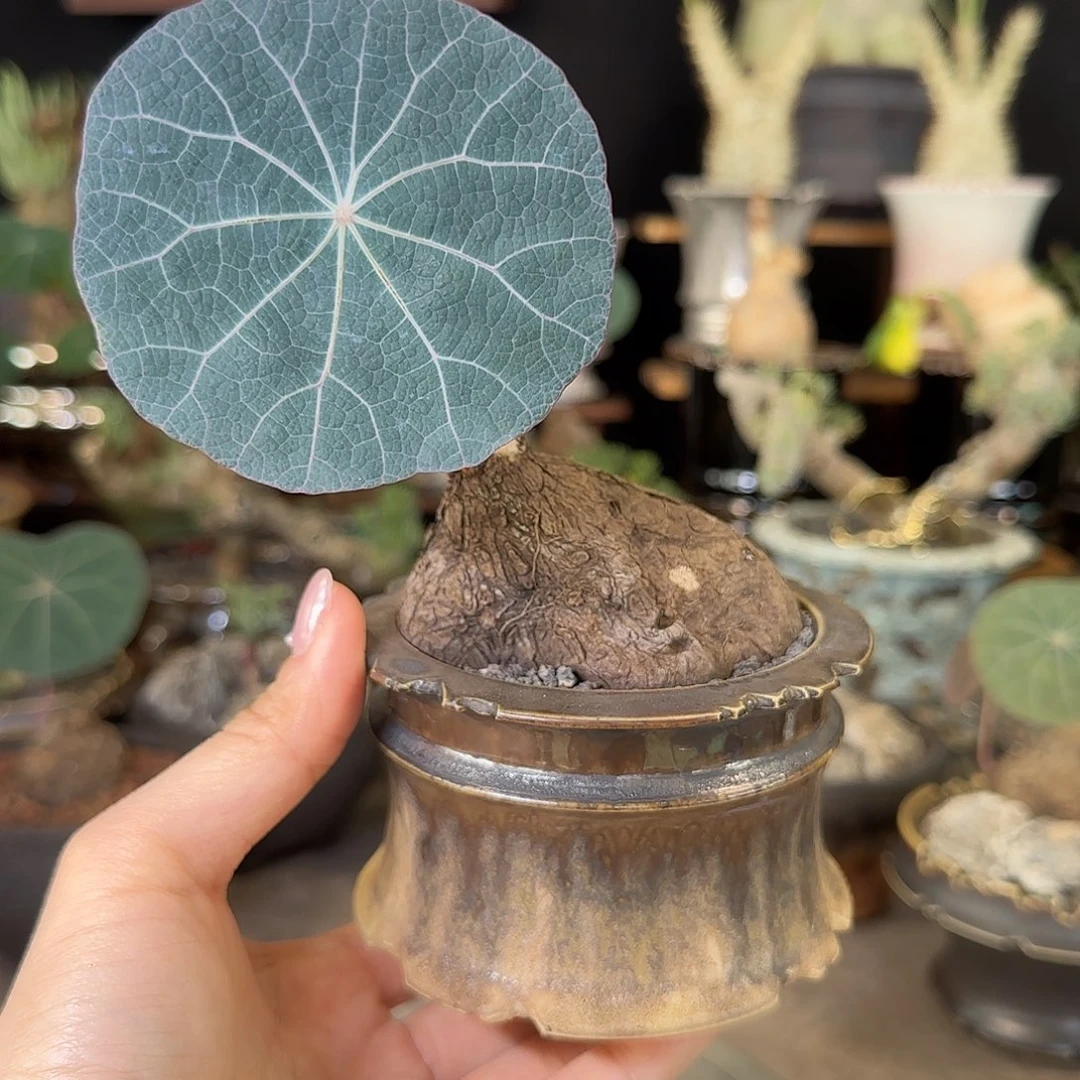 一物一拍老家一叶龟01