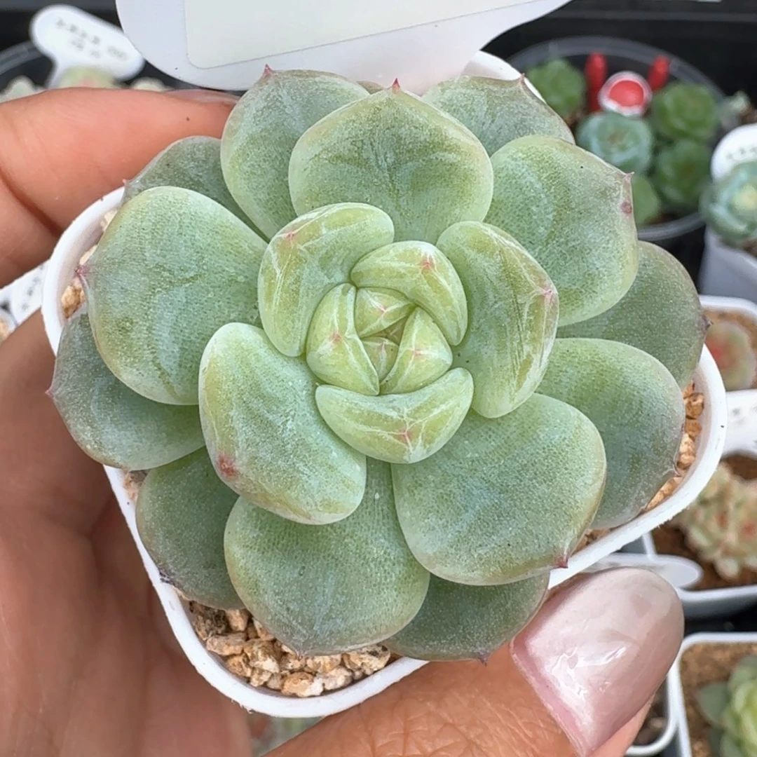 0624-013-芳草一单头