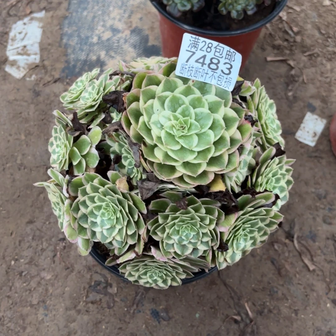 P. 7483孔雀翎多肉，cade