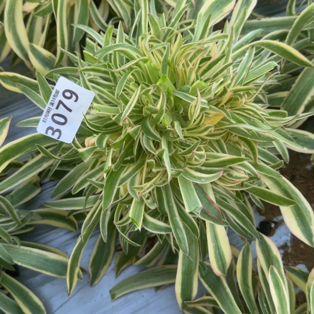 ?***南3079夕颜到秋天。多肉植物