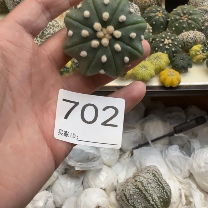 兜星球仙人球702号