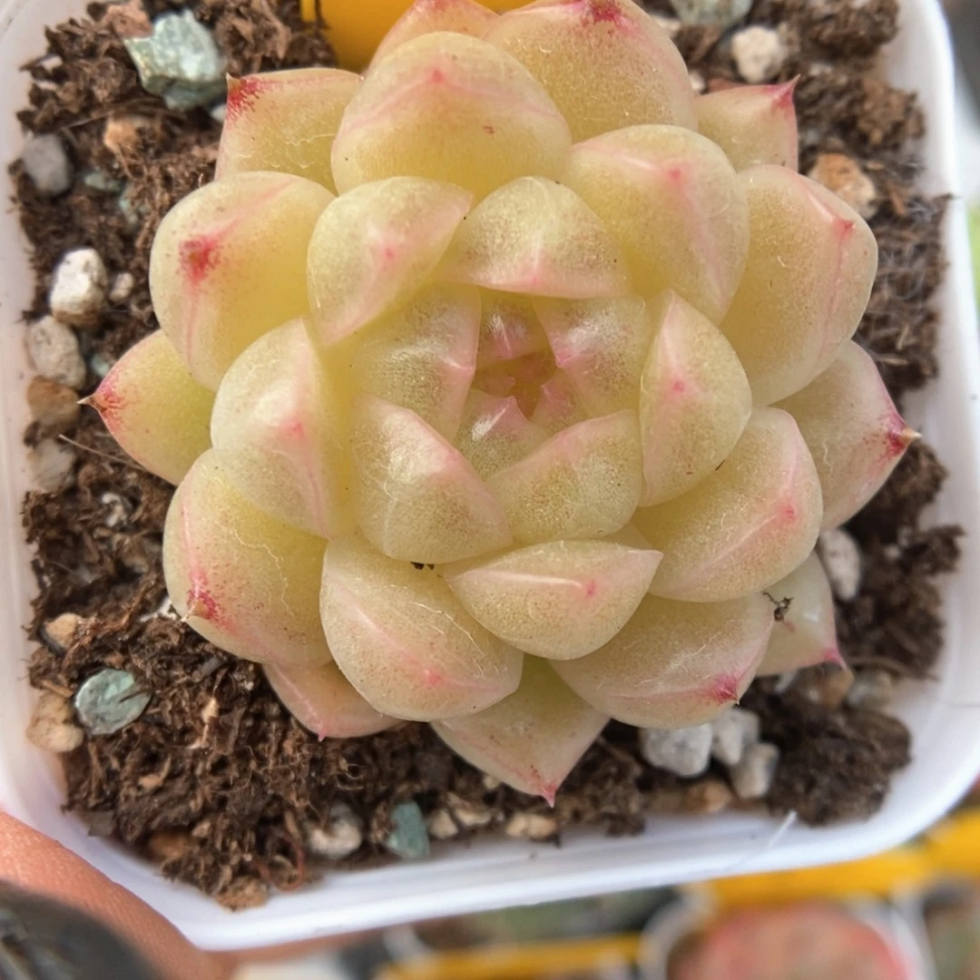 油透麦秆可拍861号。