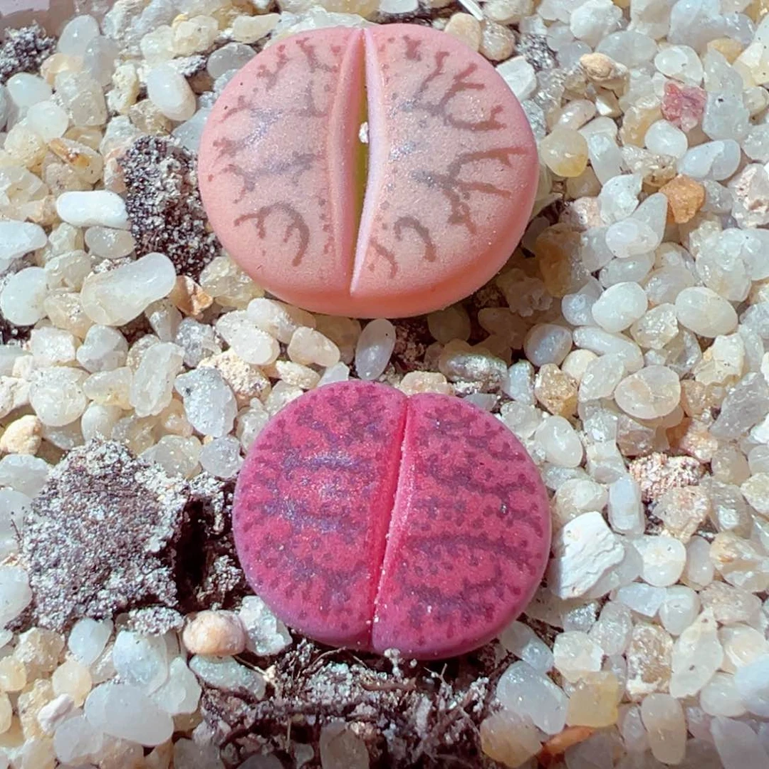 604-480多肉紫薰灵耀