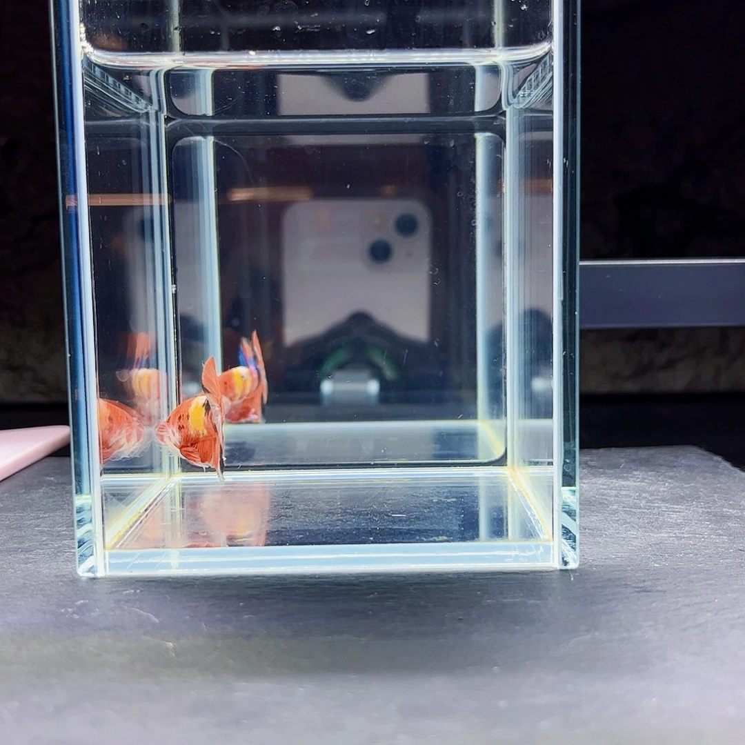 海水宙斯08-23竞拍