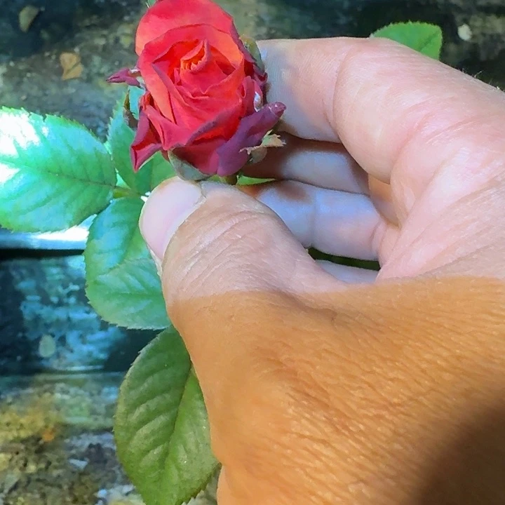 无花朵火花根接苗