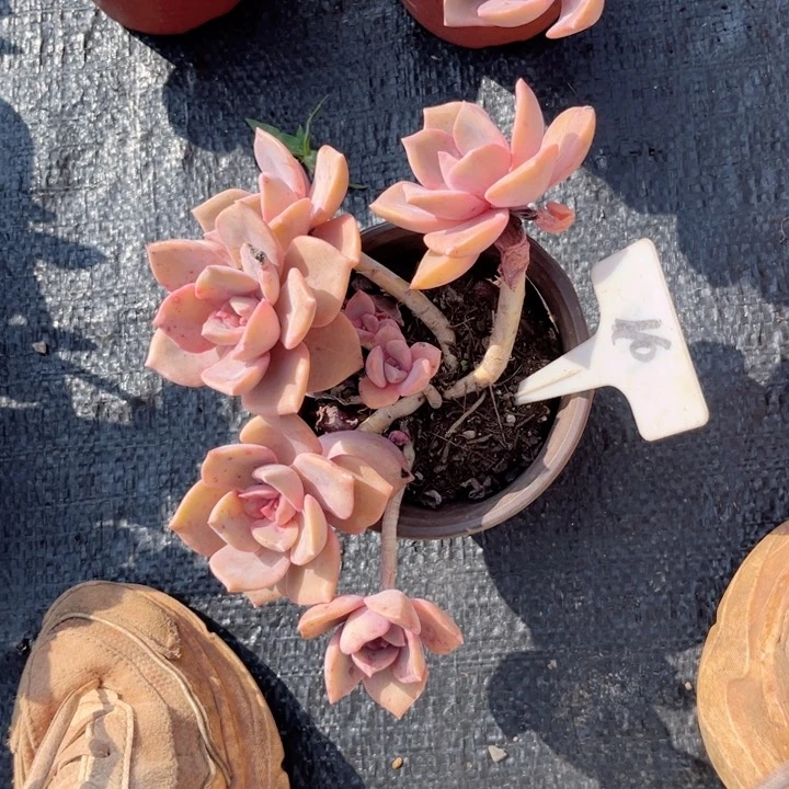 豆*柴晨语多肉一物一拍110