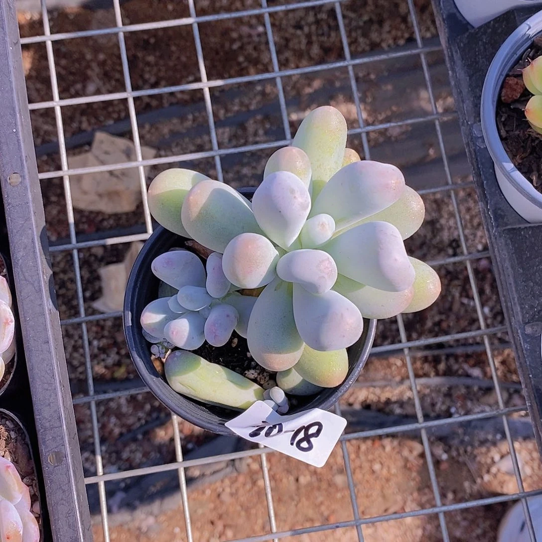 30-18- 一物一拍 米可奶大单头带崽福利一颗