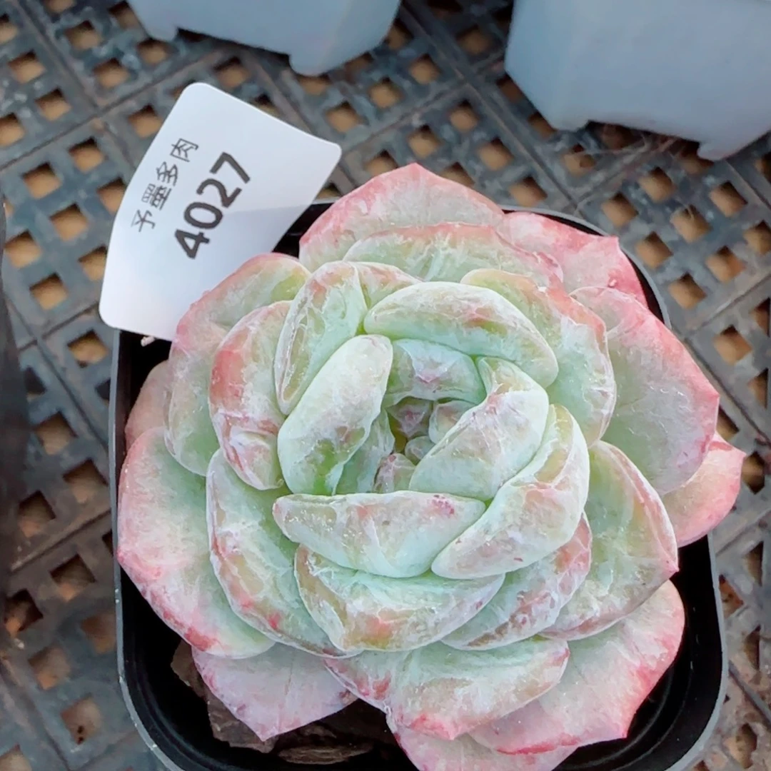 海梦石化，4027多肉植物