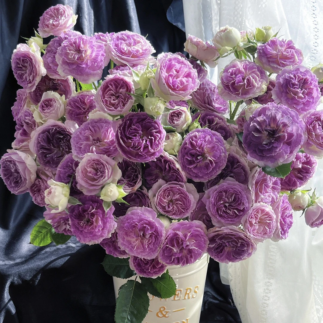 【藏花的房间】蓝月石 超高品质稀有多头玫瑰