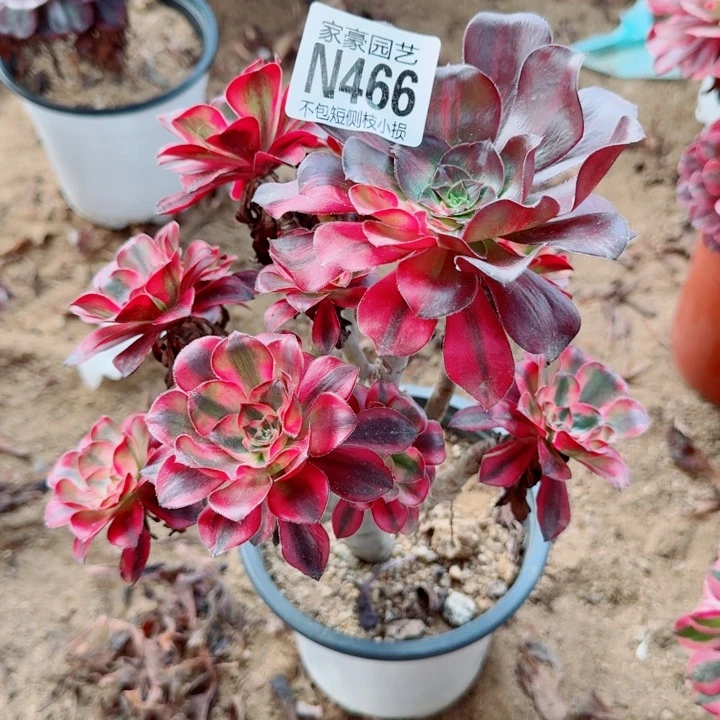 466五毒白官服20左右2