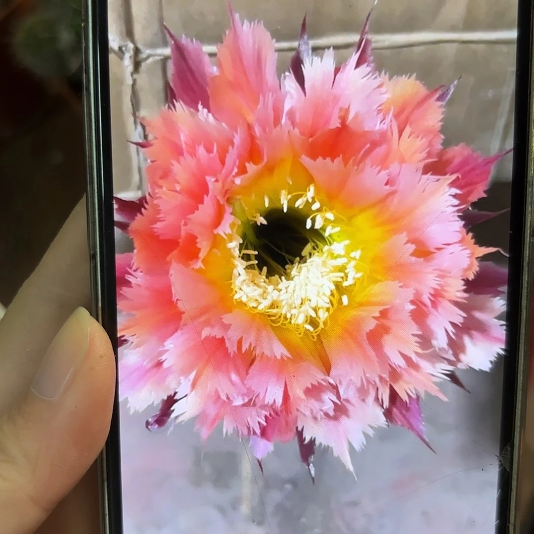 彩草橙黄羽毛7公分左右