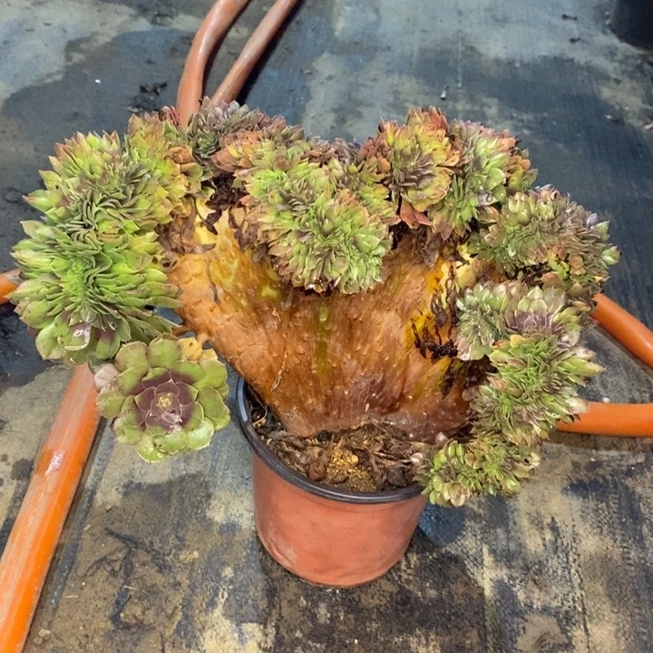 万缀40多肉植物法师法师