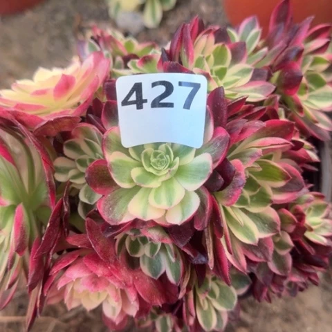 豆*法师海王16-33有砍