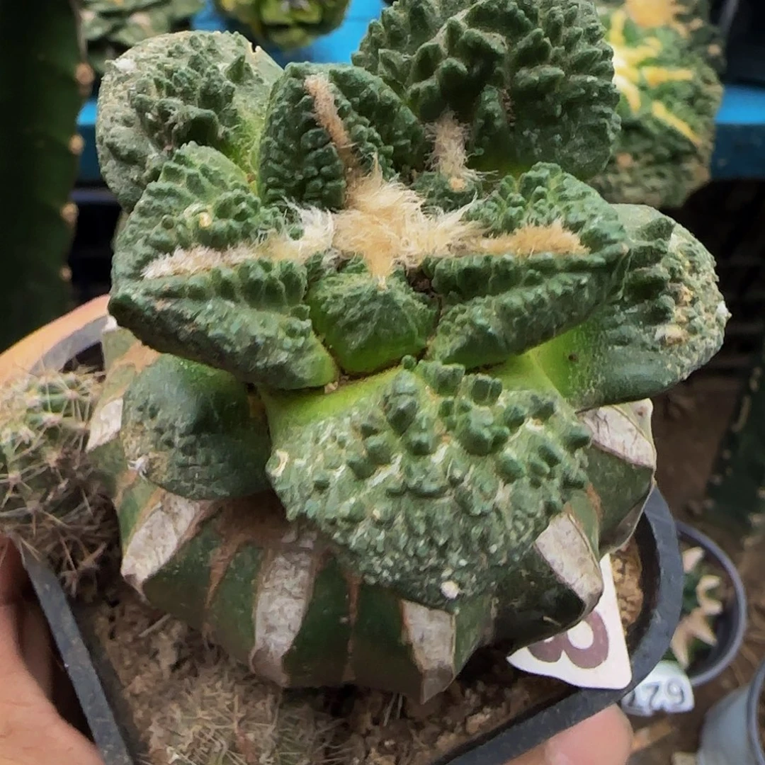 龟甲758仙人球开花