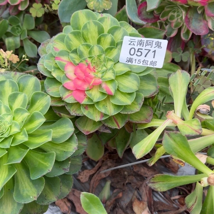 571号知否啊啊啊啊