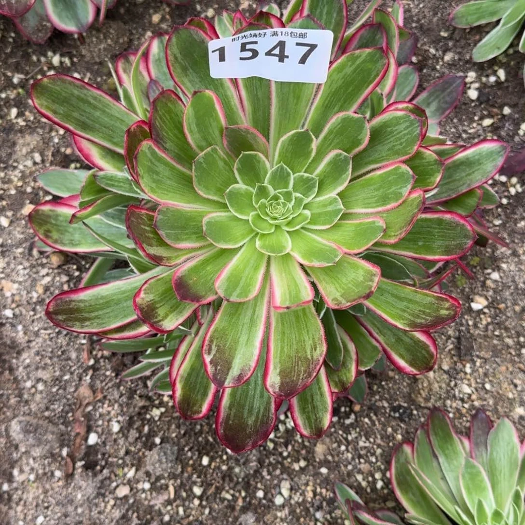 俊*1547孔雀翎多肉植物