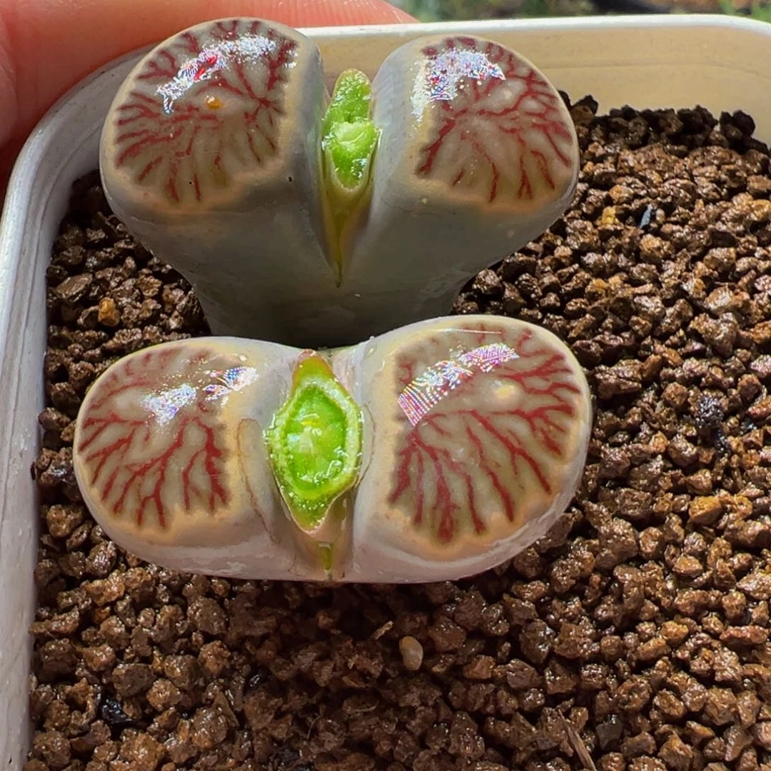 红窗血管菊带盆多肉植物