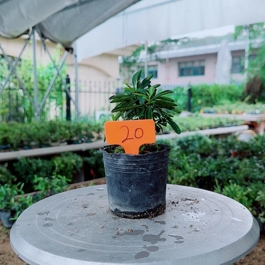 。***。无花朵火棘吉祥果素材桩