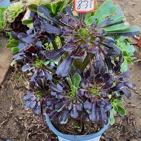 水墨丹青老桩捧花838号
