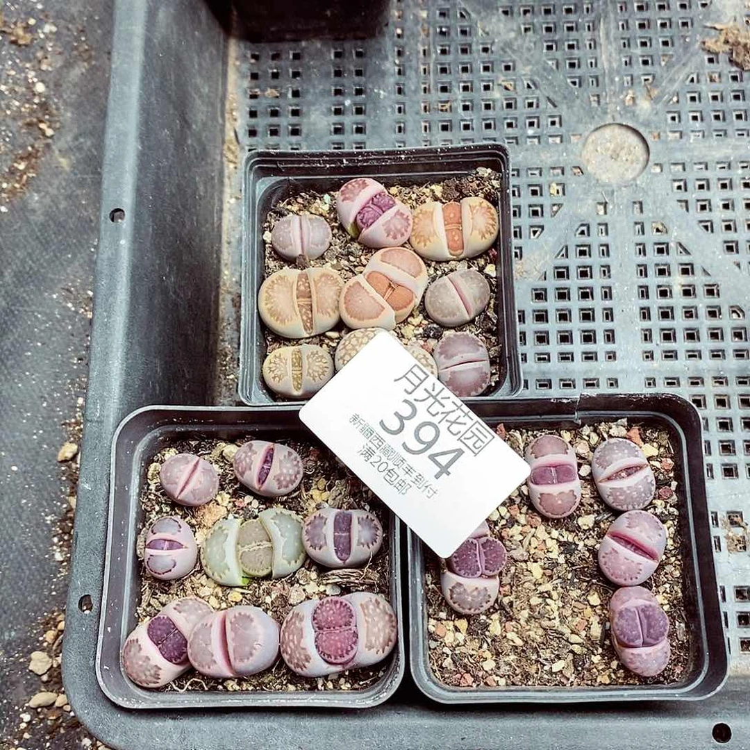 我要做最酷得酷帅最394