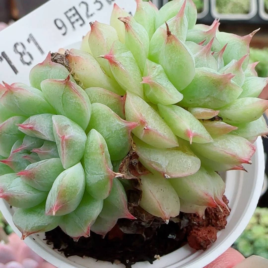 花语逸镜0923-181散