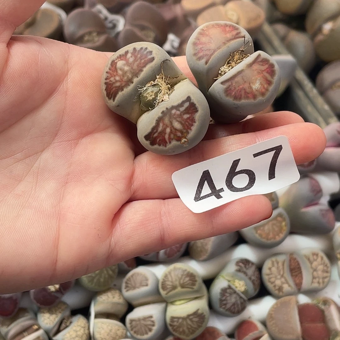 小*幸生石花2颗467000