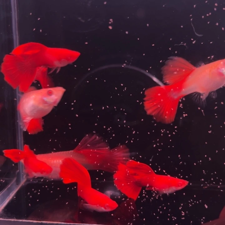 孔雀鱼红玫瑰3对被损1公个别尾巴微微瑕