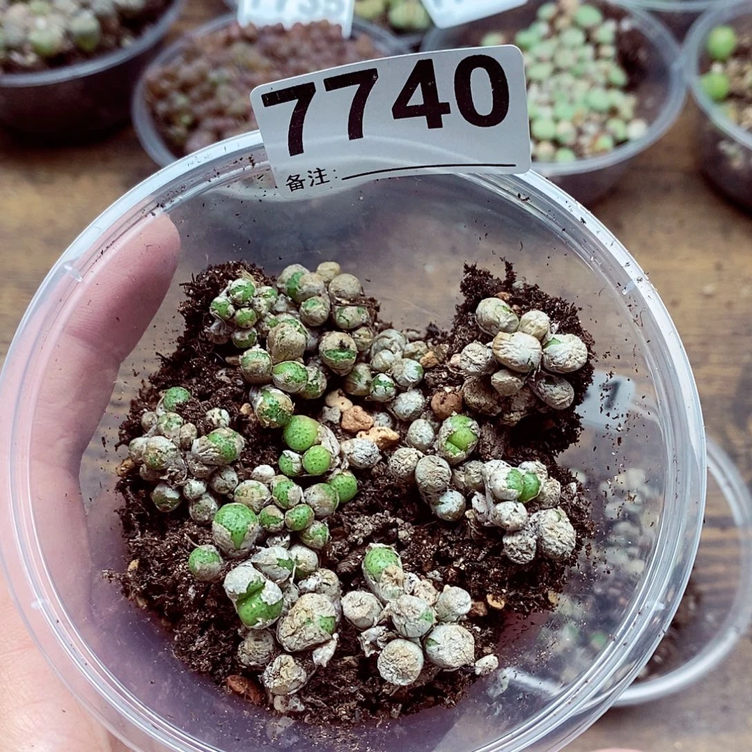 光***阳7740青团啦啦啦小