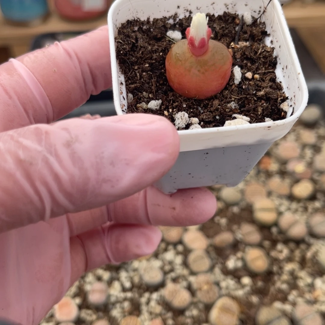 多肉植物一物一拍45