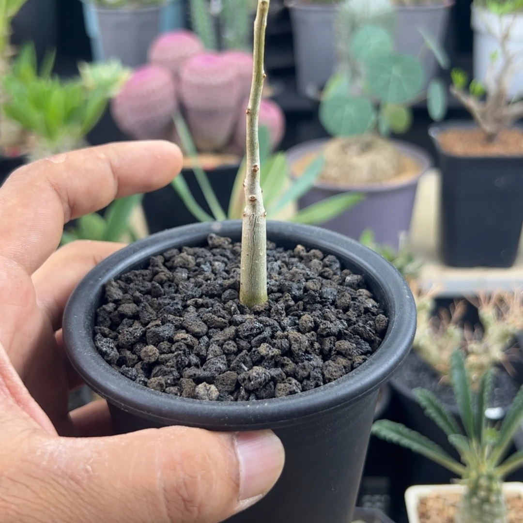 飞羽橄榄实生一物一拍带盆发