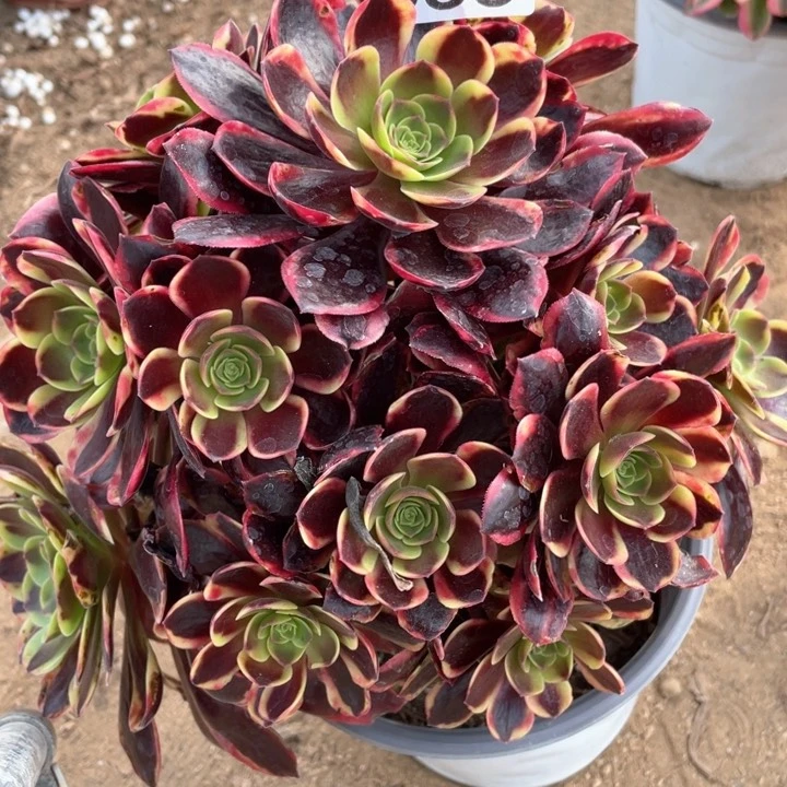 355多肉植物欧嘉莉