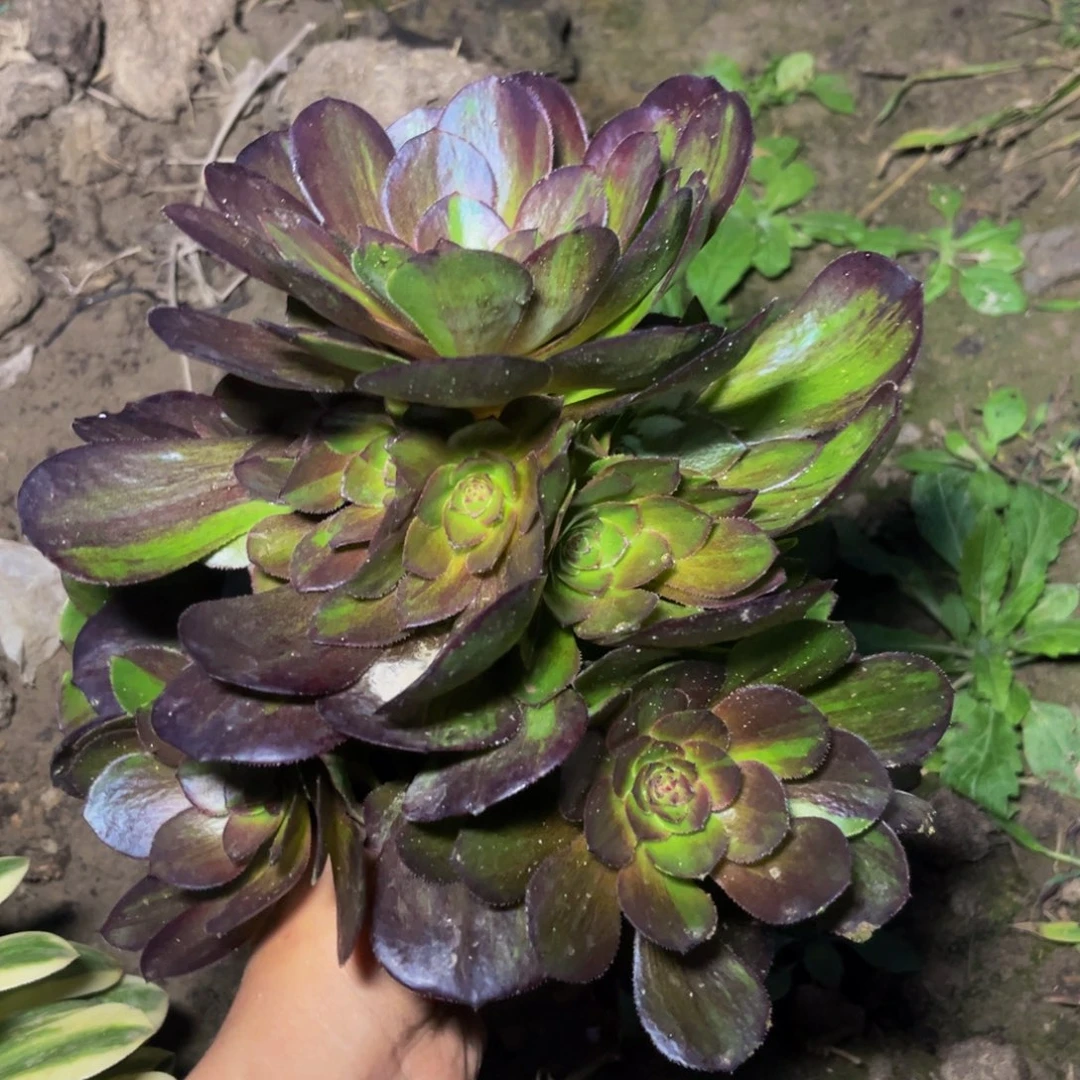 花月夜多肉植物捧花的