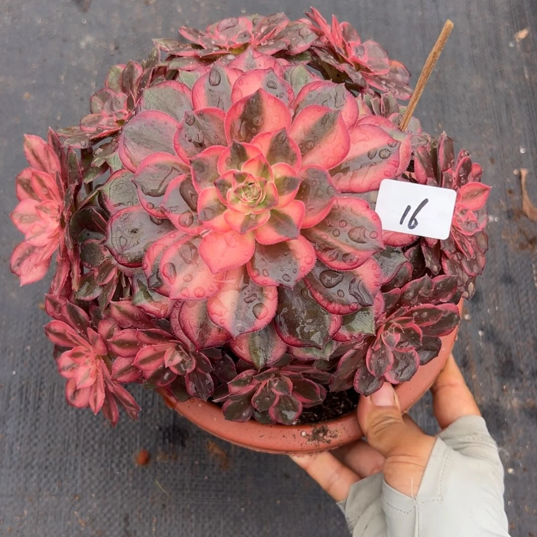 16黑魔锦多肉植物系