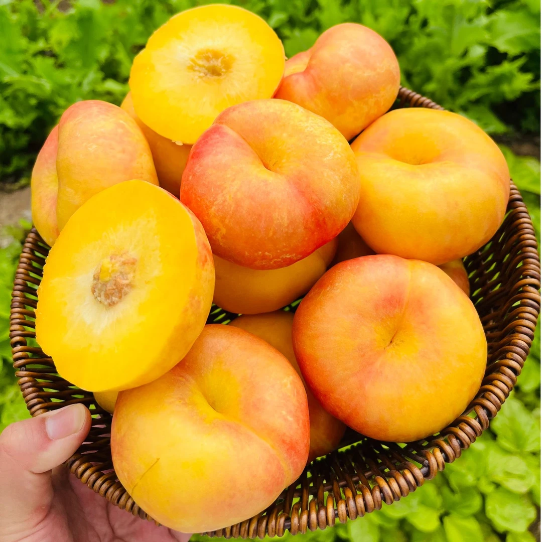 山东蒙阴油蟠桃彩虹蟠桃4.5斤包邮