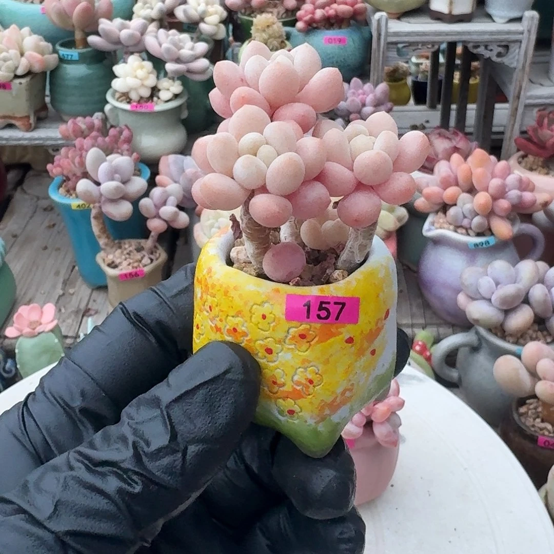 小***子一物一拍编号157