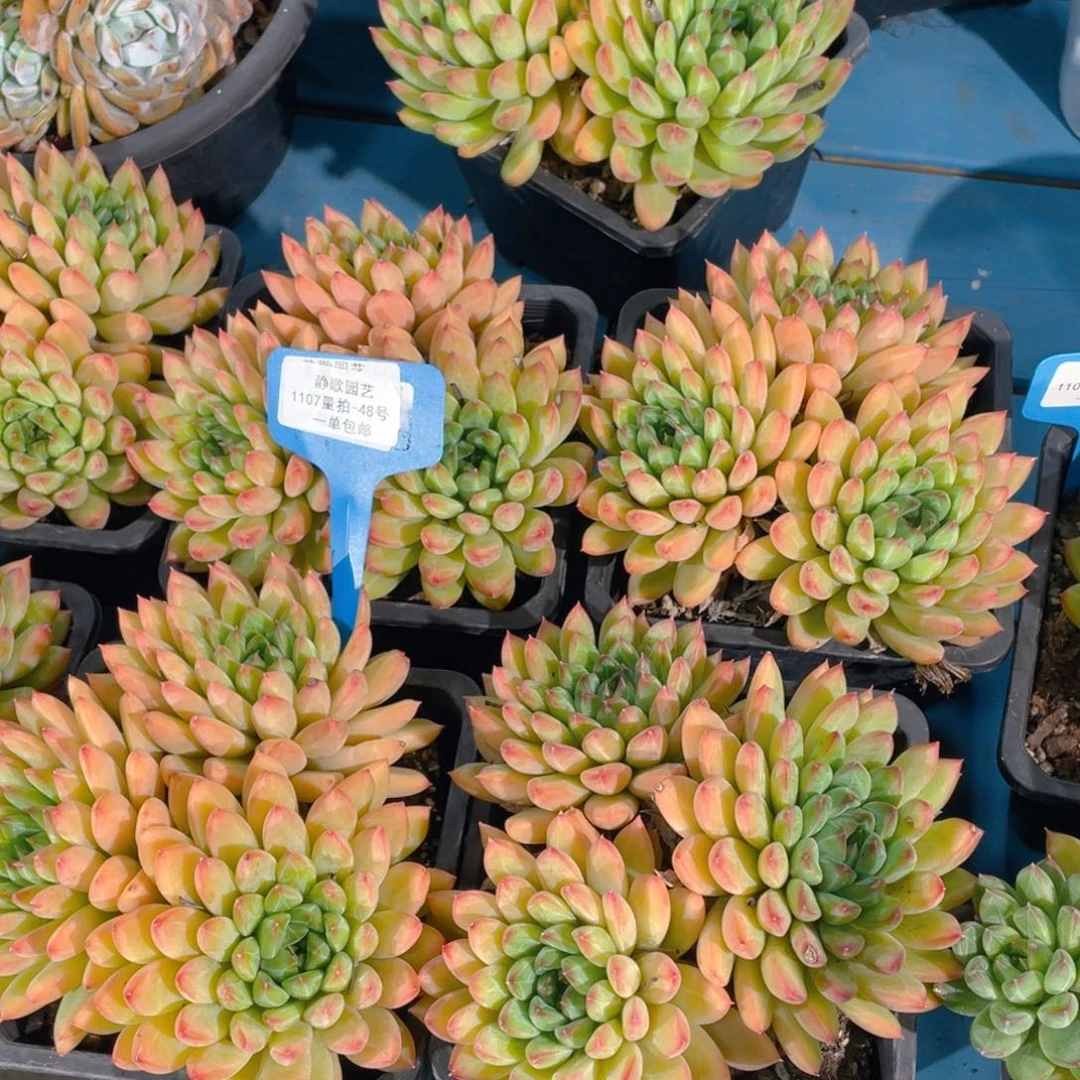 1107-48-大群幻影美人老桩一颗