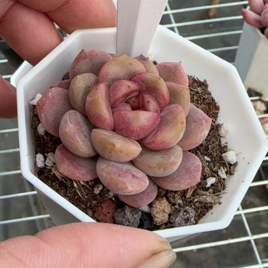 38葡萄珍妮多肉一物一拍