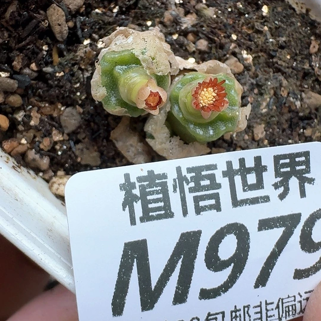 多肉植物的润泽额v