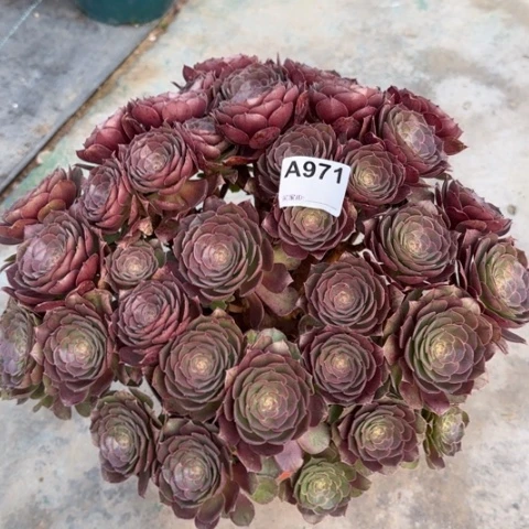 971沙拉碗朵朵40厘米左右多肉