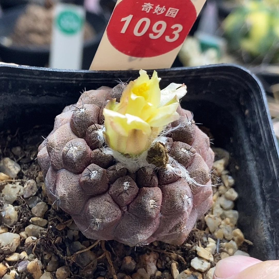 实生蜥蜴皮3.9cm侧面有畸形