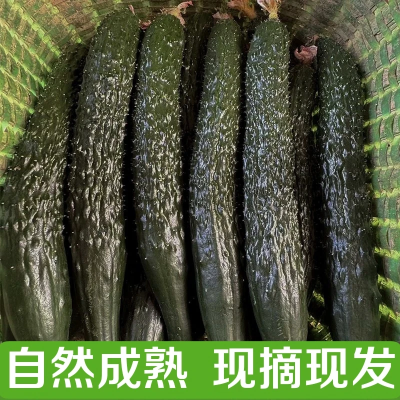 现摘现发黄瓜新鲜自然成熟老品种黄瓜3/5斤当季蔬菜